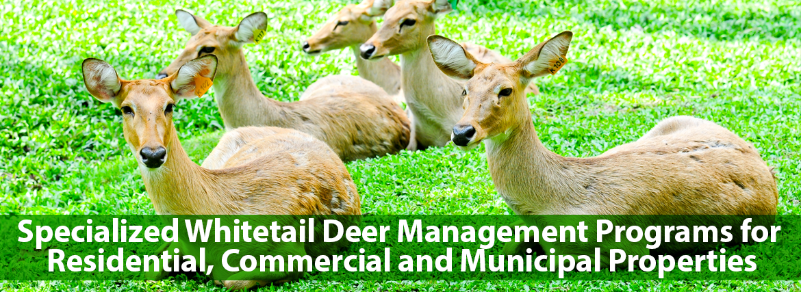 Specialized Whitetail Deer Management Programs